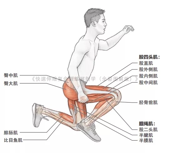 十天内提升腿部爆发力训练计划