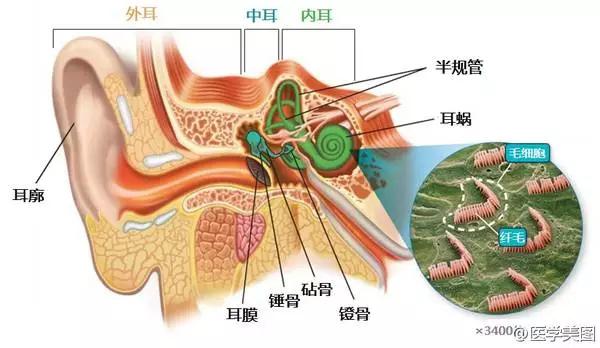 游泳后耳朵发炎问题解答与预防指南