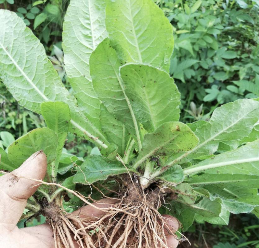 夏枯草的药效及应用领域探究