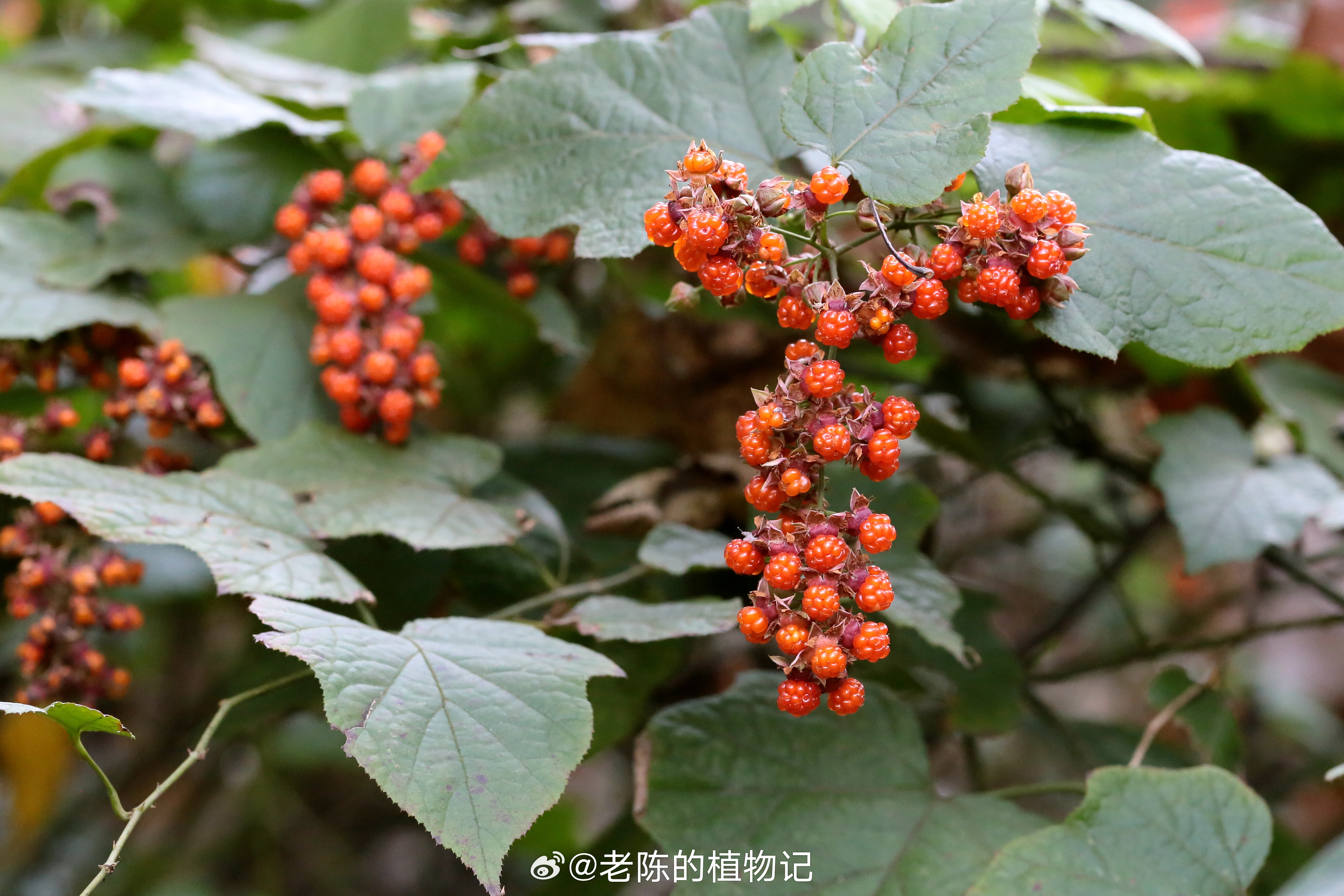 中医药学中的关键植物，高梒子研究概述