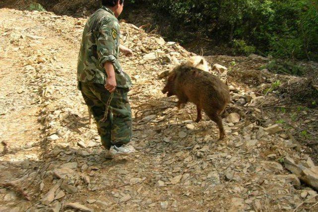 野猪伤人致死事件背后，4人撵野猪引发悲剧官方通报