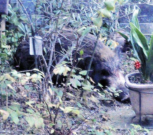 邻居眼中的悲剧，老人遭遇野猪袭击不幸逝世