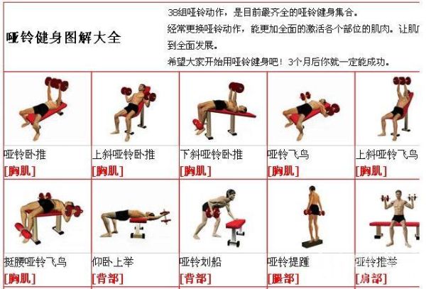 哑铃训练全方位解析，从入门到精通的健身宝典