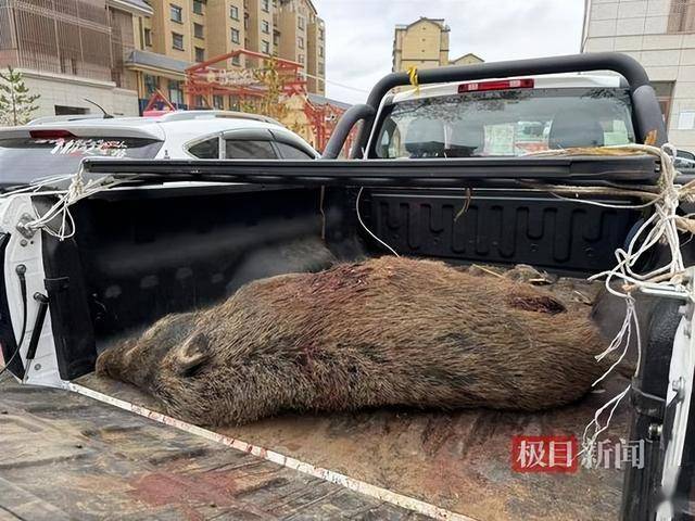 南京地铁隧道内野猪出没事件解析与反思，回应与反思的双重关注