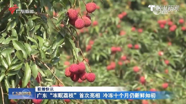 荔枝冻产自哪里,资源整合实施_领航版24.238