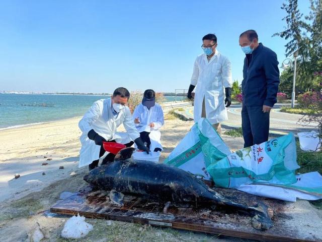 广东海滩发现江豚遗体，生态警示与保护意识的反思