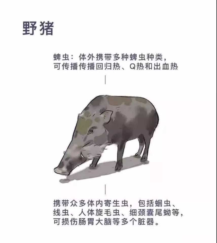 男子收养每日蹭吃的野猪，人与自然的和谐共处之道探索