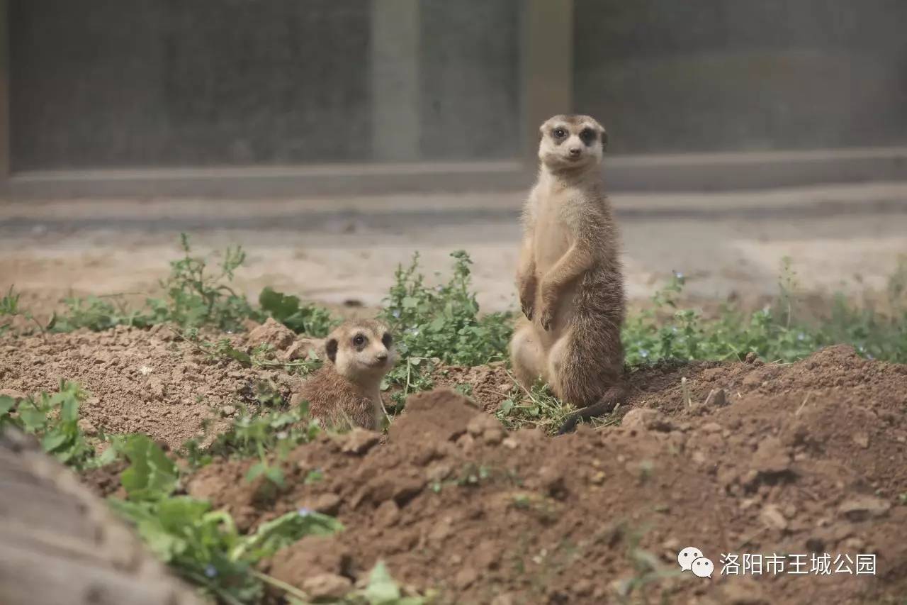 长尾旱獭，啮齿类中的精灵的深入研究