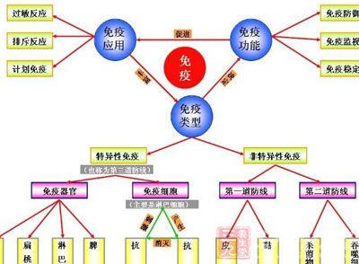 免疫系统强化与肿瘤细胞抑制，提升机体抗病能力