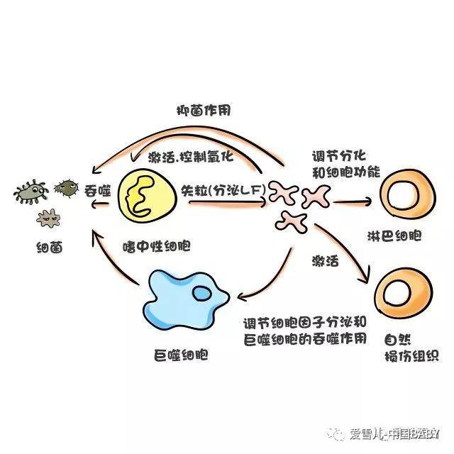 骨素对免疫系统的影响机制揭秘