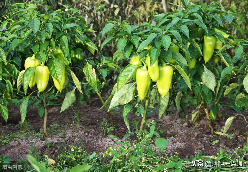 在家种植鲜嫩多汁黄甜椒的种植方法与技巧