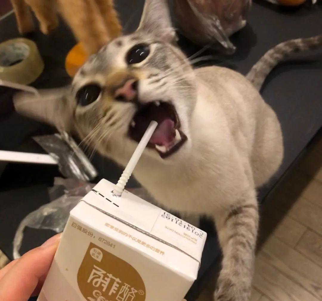 猫的独特魅力引人沉醉