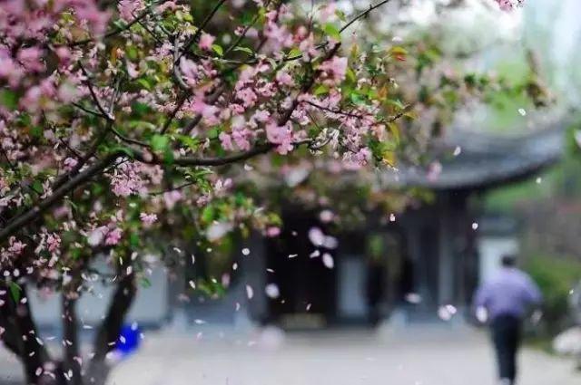 梨花春雨中的诗意人间——李乃的象征