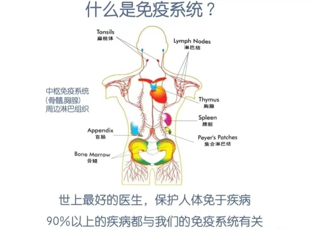 皮肤揭秘，人体最大免疫器官的功能与奥秘