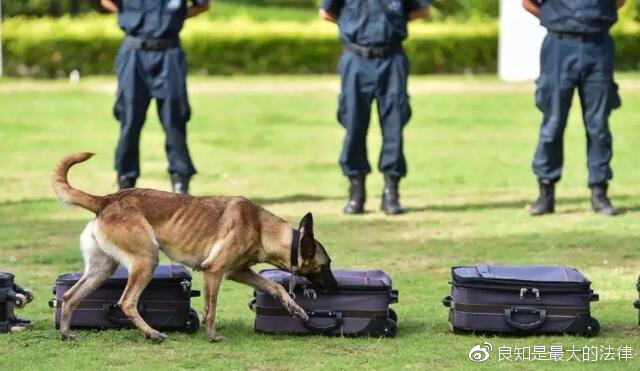 警犬失职引发点名通报批评，深刻反思与警示