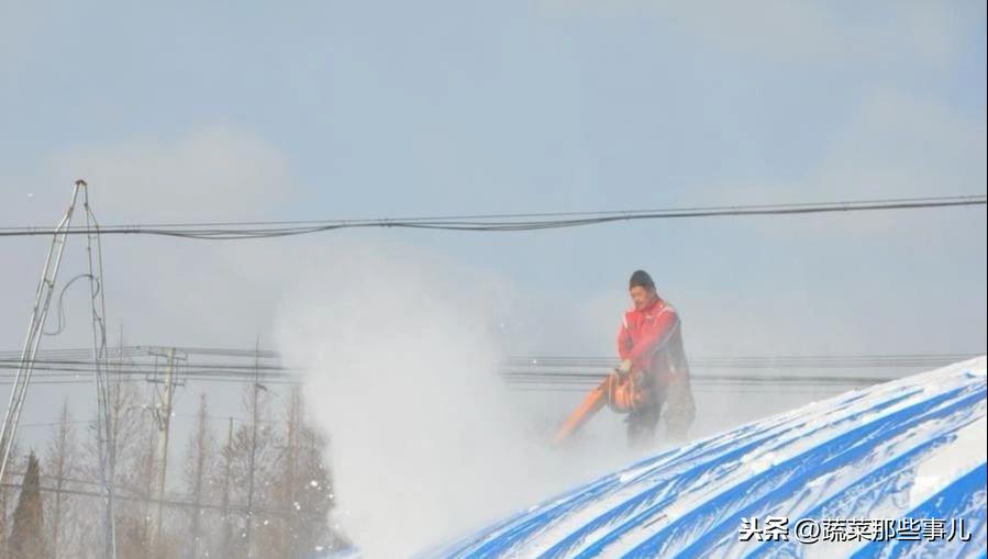 雪灾中的生命奇迹，大棚倒塌揭示生命顽强