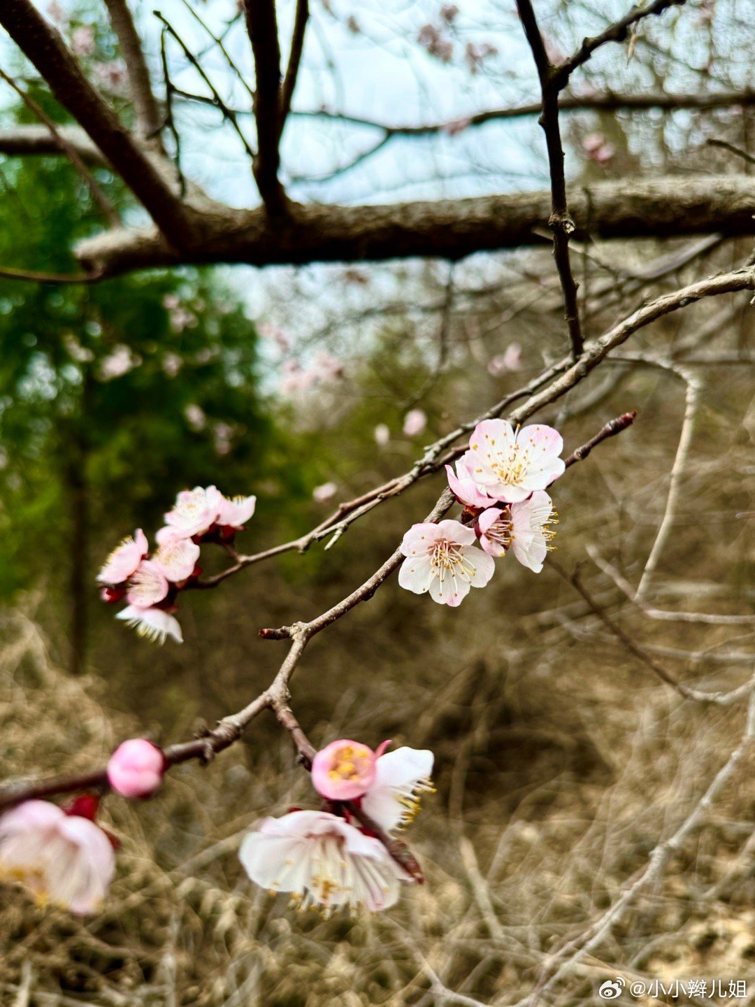 蛇年两头春现象揭秘，天文地理角度解读神秘现象