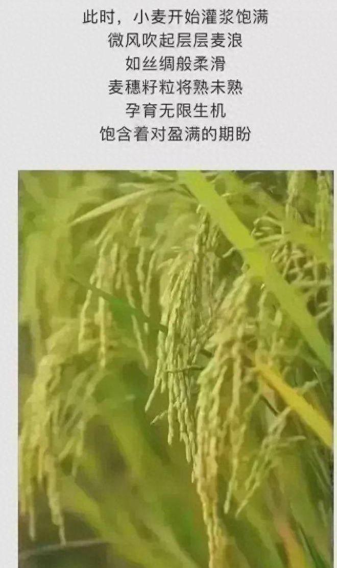 化肥推广的矛盾与粪肥历史价值探究