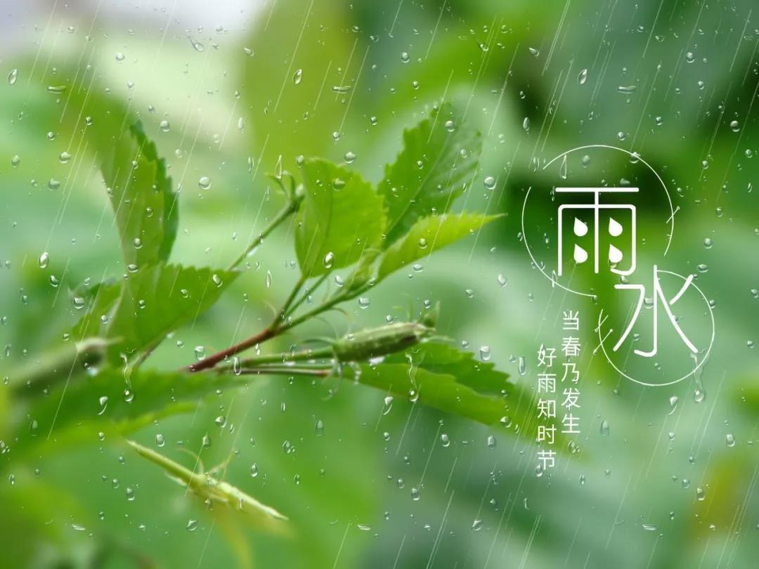 雨水的韵律，生命的节奏同步探索