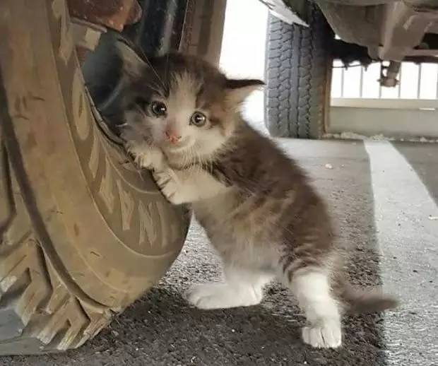 流浪猫生产后，小猫命运转折的温馨故事