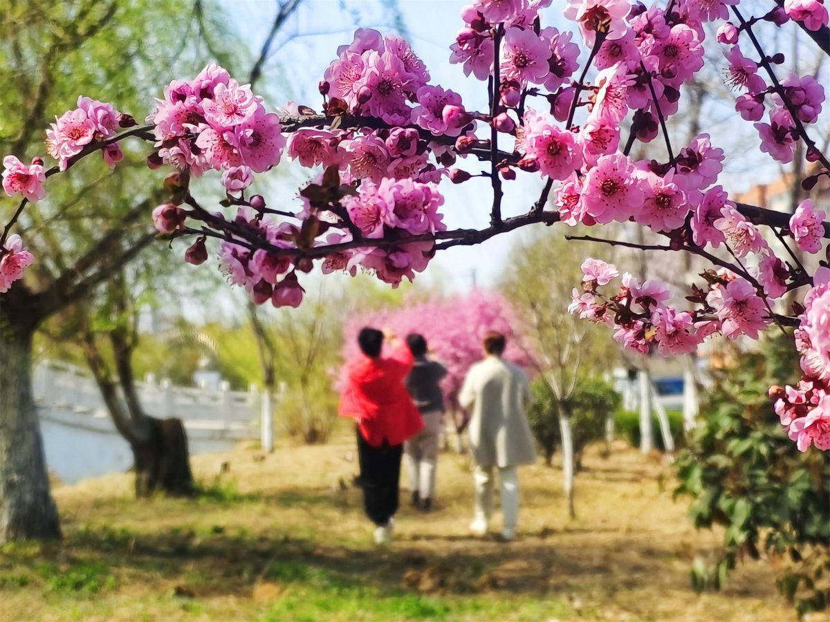 春日赏花赏景，尽享美好时光