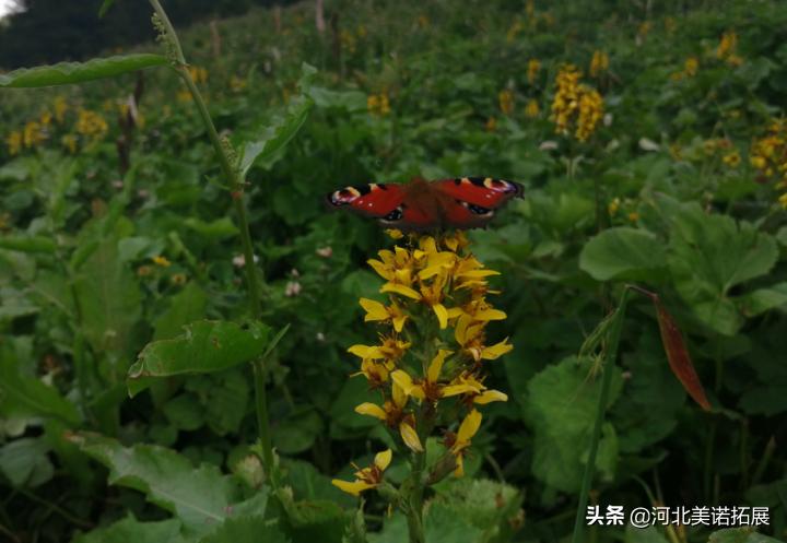 女子露营遭遇牛群突袭，牛肉意外被牛群一扫而光